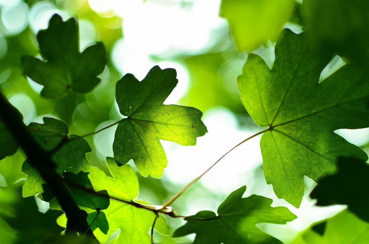 Slideshow image