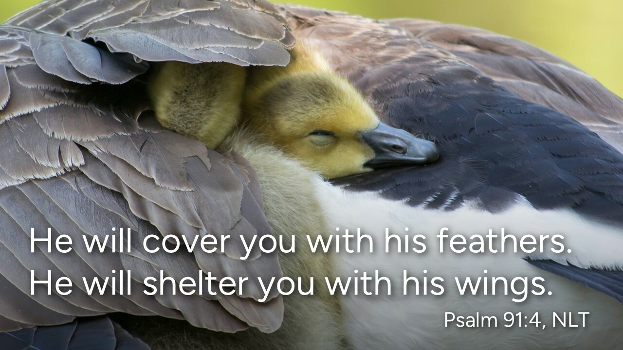 Slideshow image