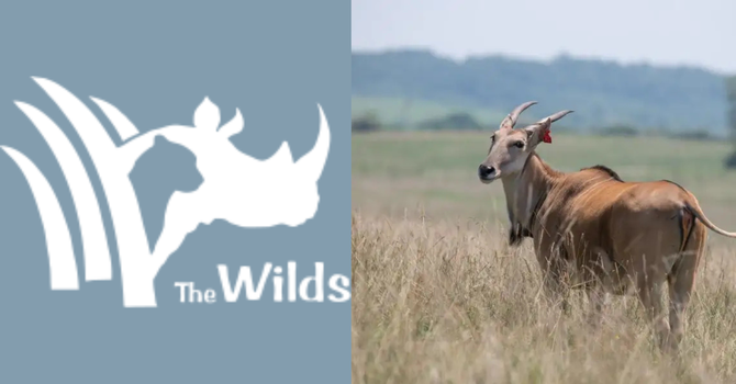 The Wilds Safari!