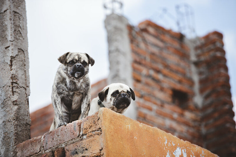 Beware Of Them Dogs