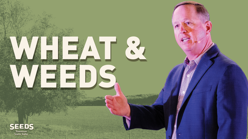 Wheat & Weeds