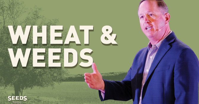 Wheat & Weeds