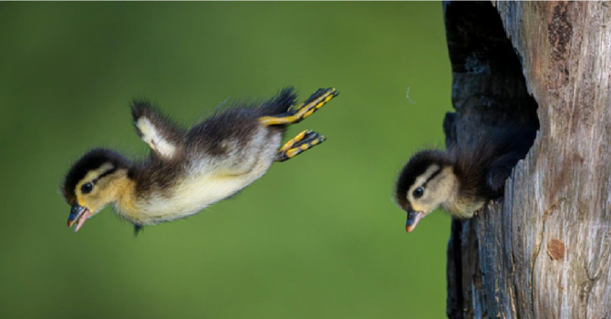 Learning to Fly in Faith - Reflection