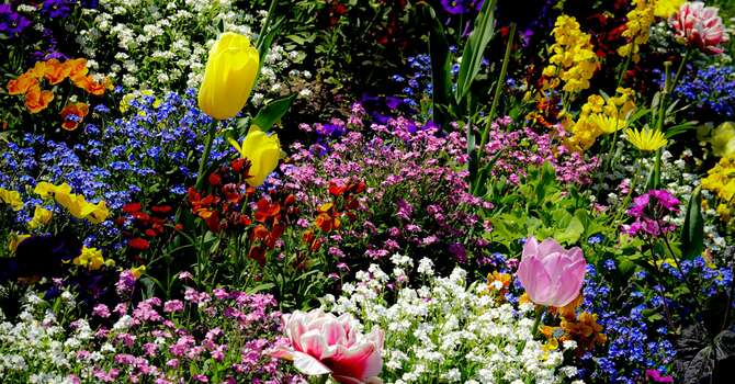 Worship: Flower Communion (10:30AM)