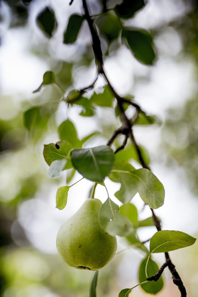 Fruit of The Spirit (Patience) 