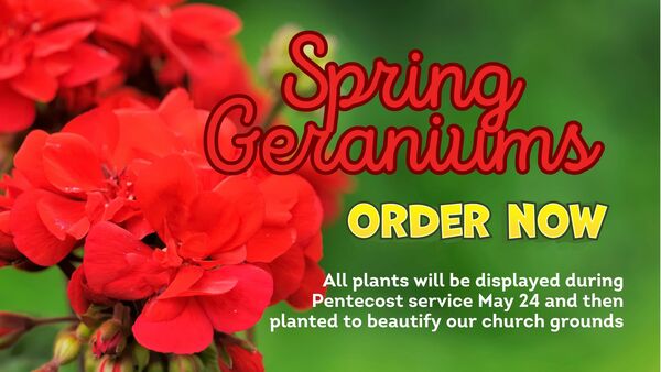Geraniums for Pentecost