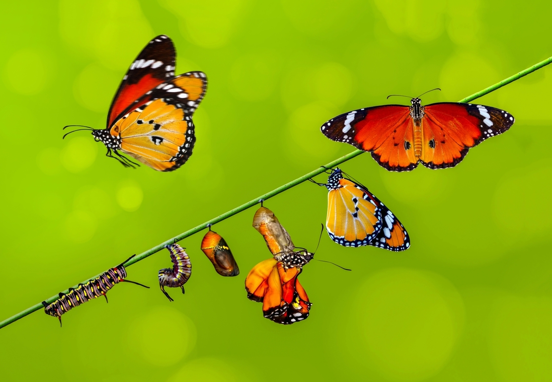 Slideshow image