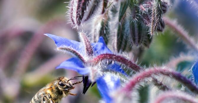 Where Are Those Bees?