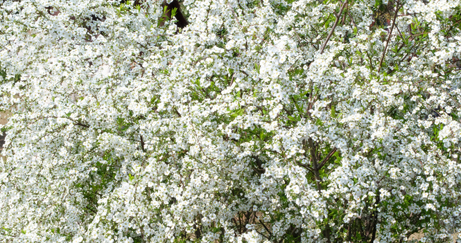 Abundant life in Christ: The fruits of the Spirit