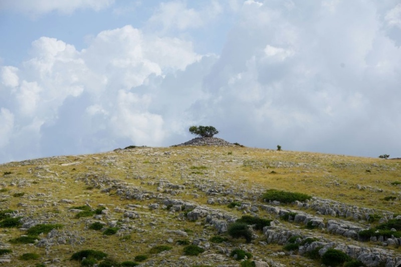 The Gift of Christ's Ascension 