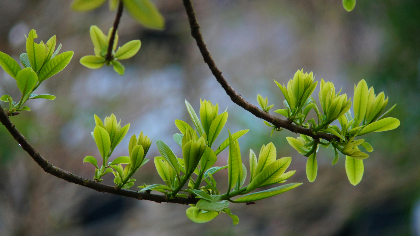 Slideshow image