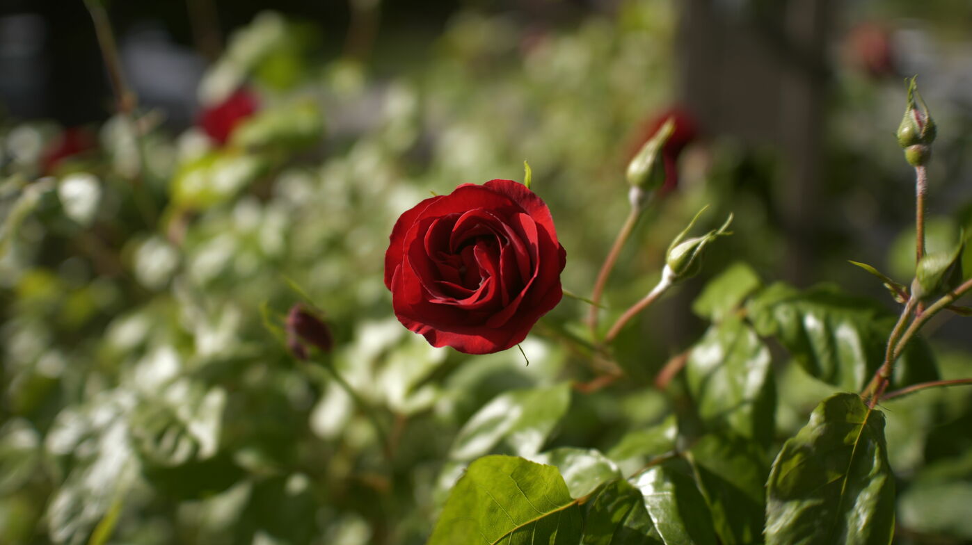 Slideshow image
