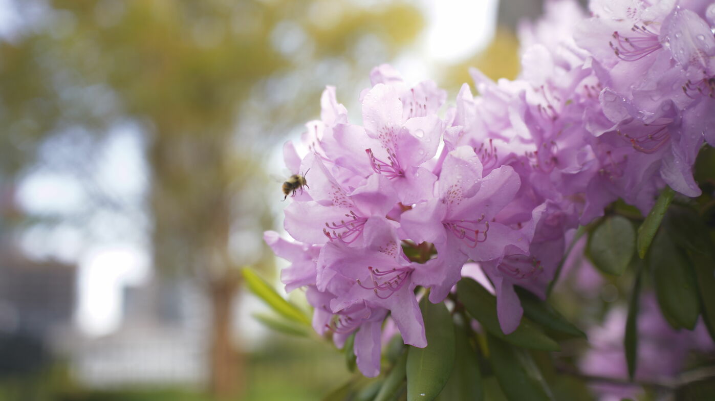 Slideshow image