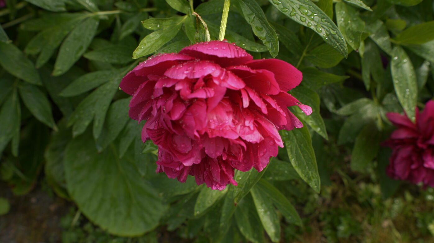 Slideshow image