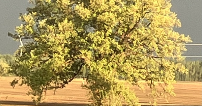 After the Storm image