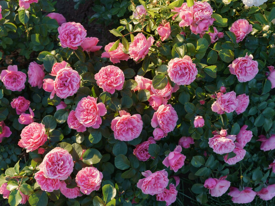 Slideshow image