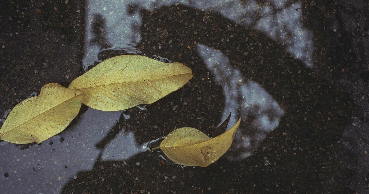 Slideshow image