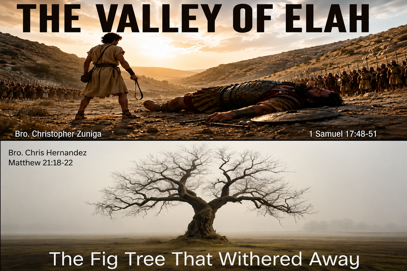 "The Fig Tree That Withered Away" | "The Valley Of Elah"