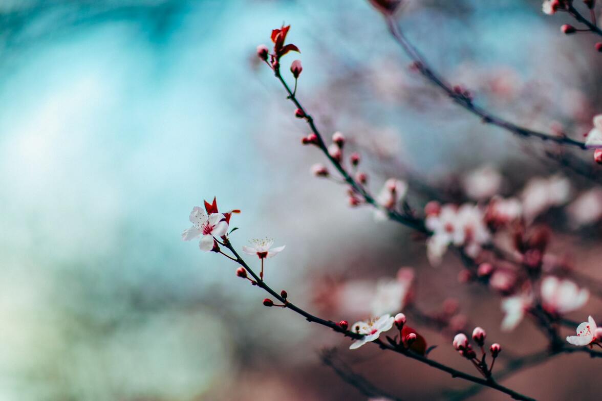 Slideshow image