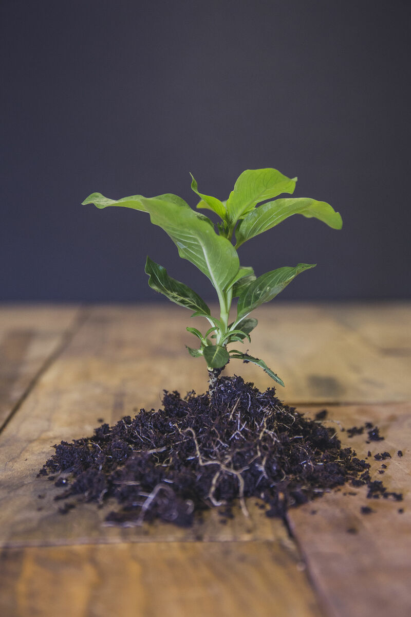 Parable of the Growing Seed