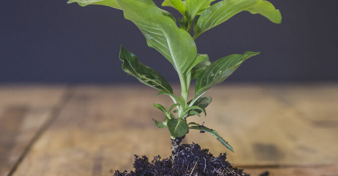 Parable of the Growing Seed