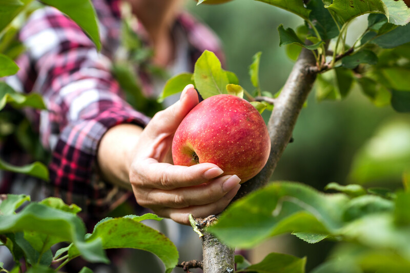 The Plan, The Transformation & The Fruit