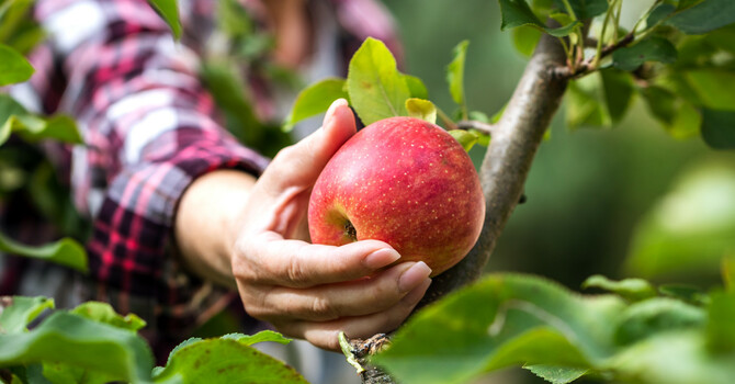 The Plan, The Transformation & The Fruit
