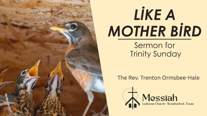 Like a Mother Bird