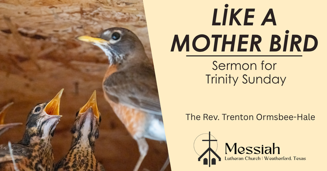Like a Mother Bird