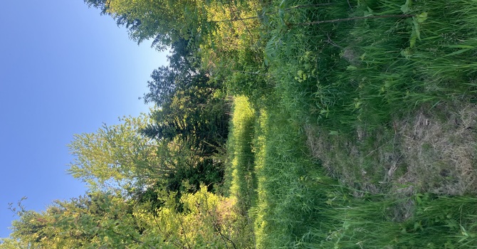 The Spirits of Nature image