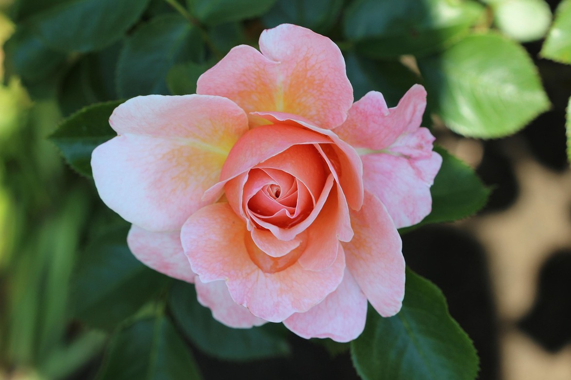 Slideshow image