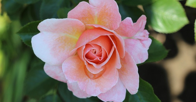 June 8, 2026 Devotion image