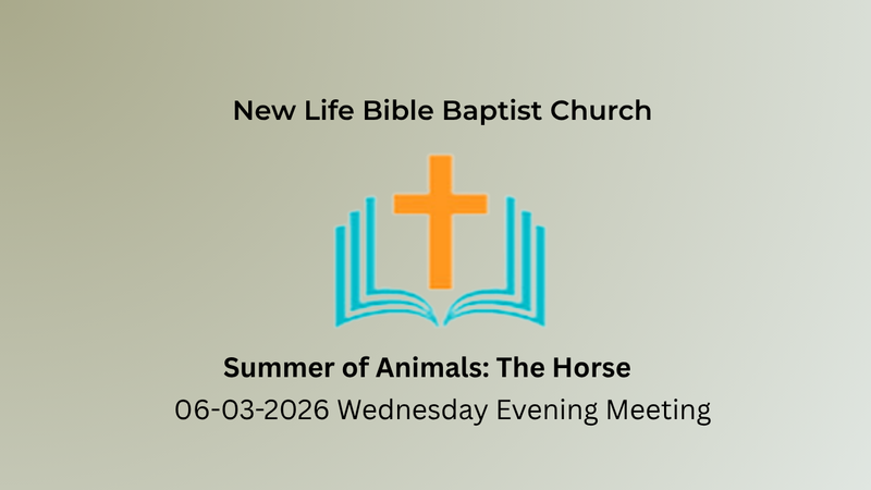 Summer of Animals: The Horse