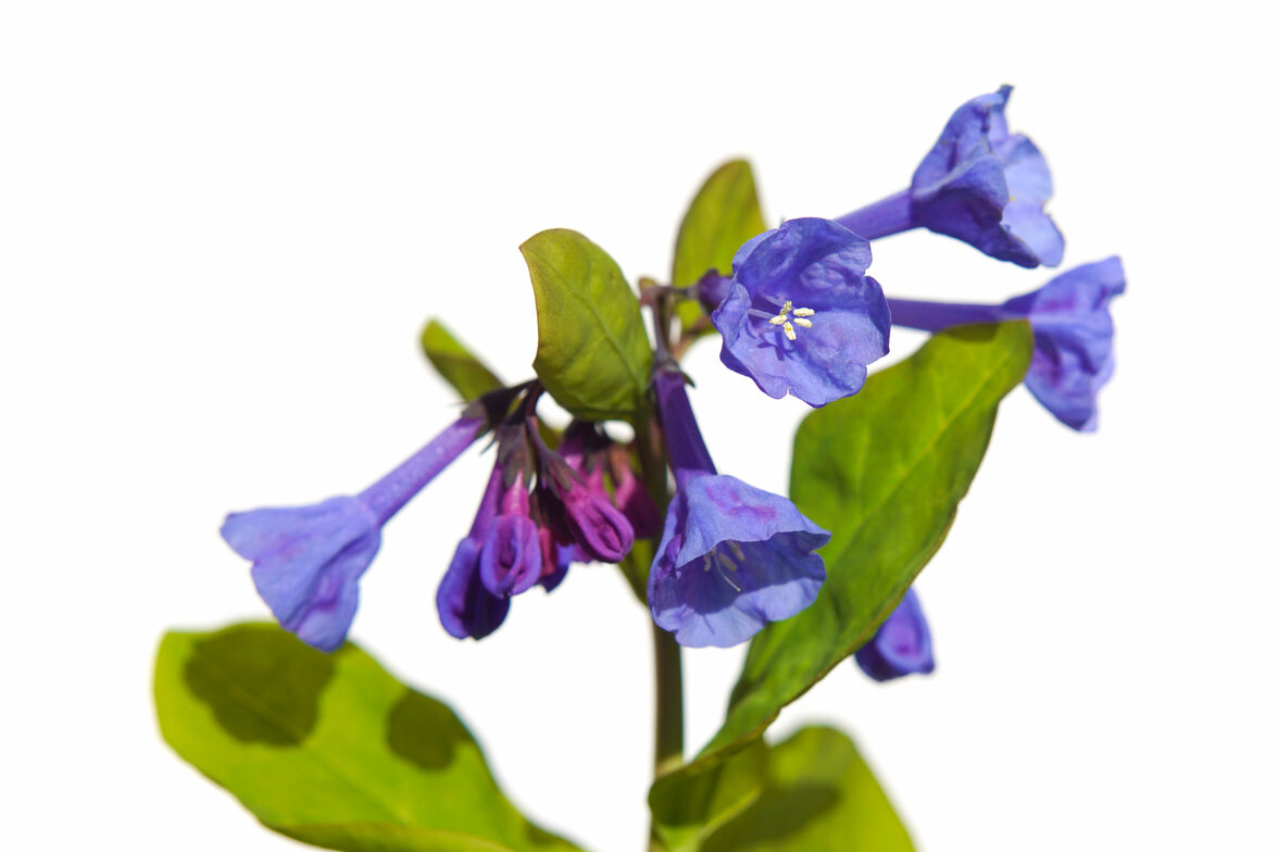 Slideshow image