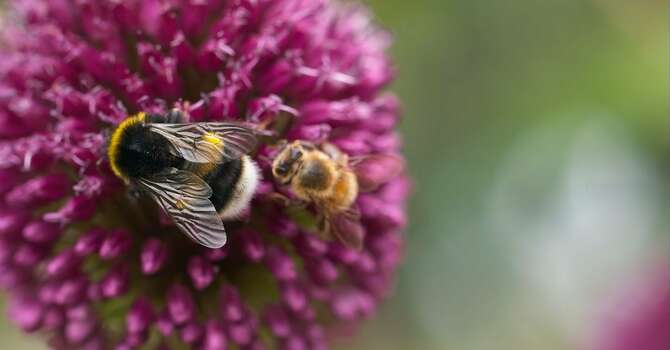 Worship: "Bad for the Hive, Bad for the Bee"