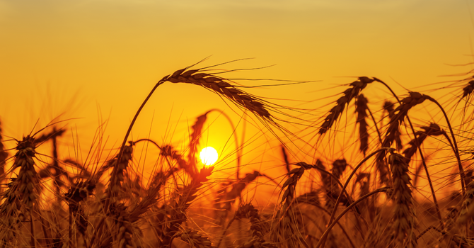 "The Harvest is Plentiful"