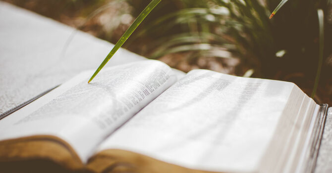 Summer Parable Study