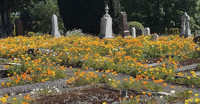 The Poppies in the Cemetery  image