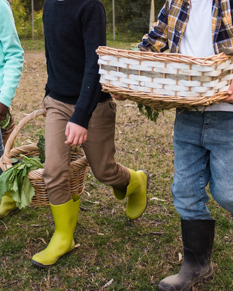 The Harvest in Plenty