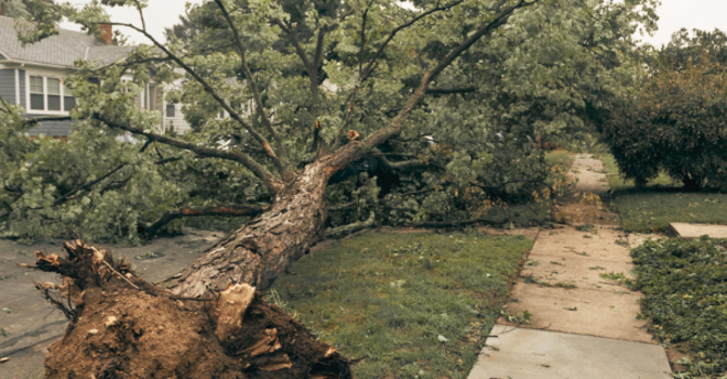 Illinois Tornado Disaster Response image