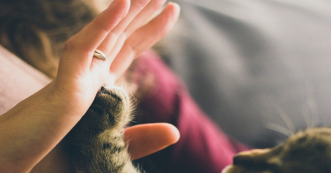 Rev. Karen's Reflection for June 14th, 2026
