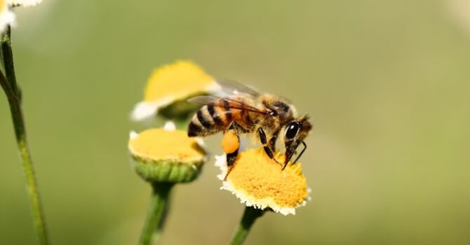Why Are the Bees Taking So Long?