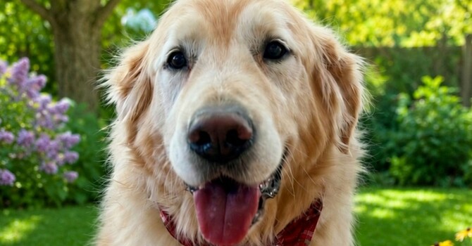   Obadiah Turns 11!  