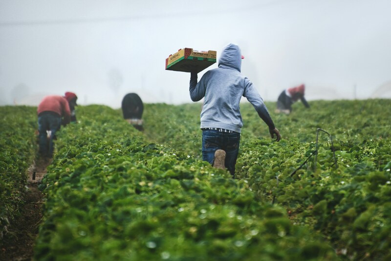 Harvest Time