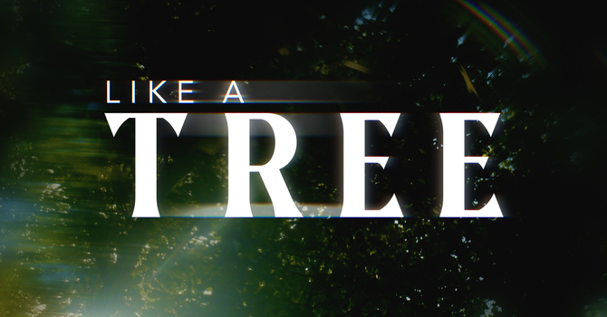 Like a Tree