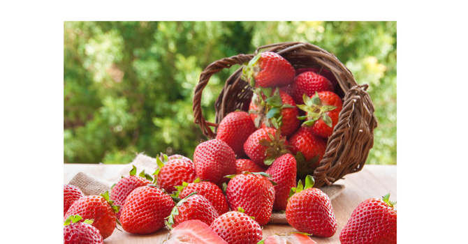 Strawberry Festival