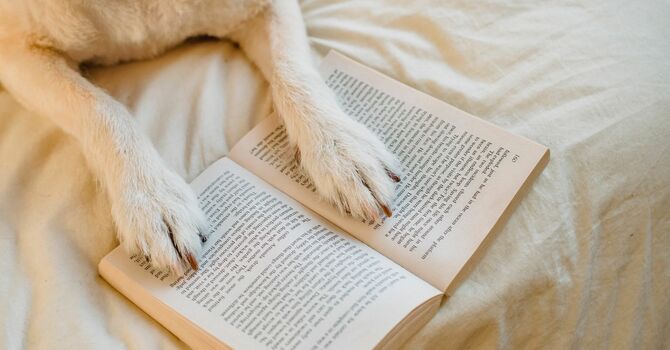 Summer Reading Recs - a message from the rector