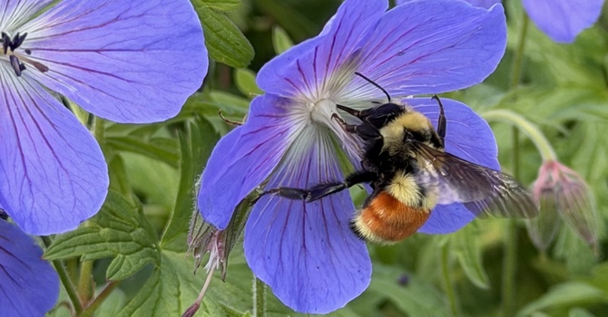 The Pollinator Garden is Buzzing