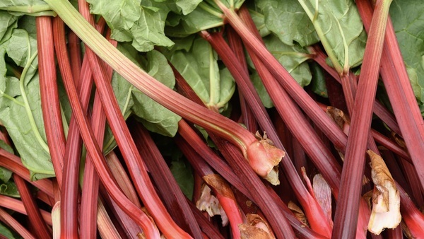 Rhubard
