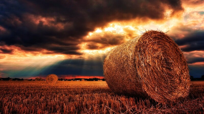 Fields of Grace
